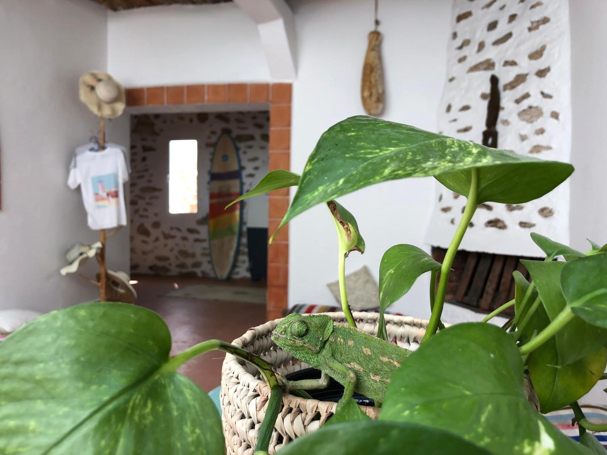 Surf Housemaroc Hostel Essaouira Luaran gambar